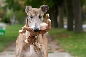 senior dogs across america