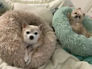 lit pour petits chiens
