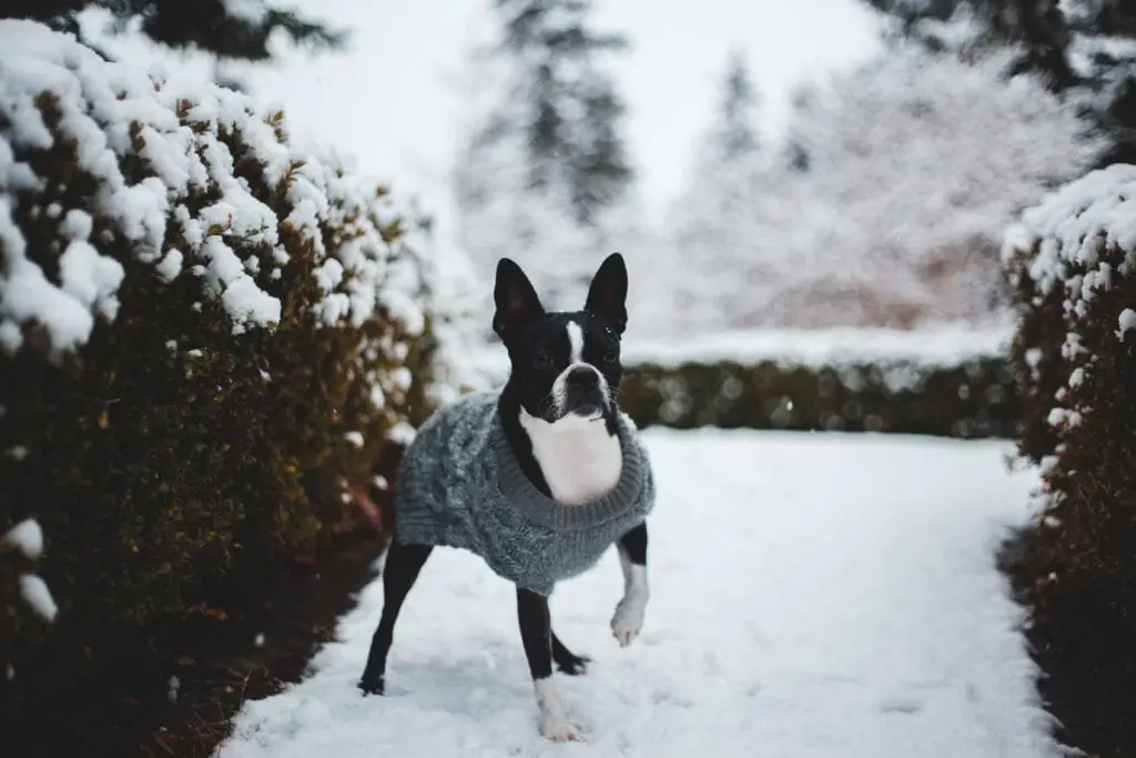 Petit chien de race portant un manteau à l'extérieur