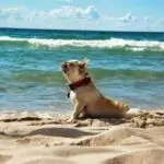 Hot Weather Tips for Your Dog
