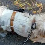 Tompkins Square Halloween Dog Parade 001