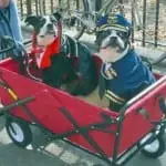 Tompkins Square Halloween Dog Parade 002