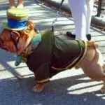 Tompkins Square Halloween Dog Parade 004