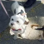 Tompkins Square Halloween Dog Parade 005