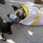 Tompkins Square Halloween Dog Parade 011