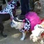 Tompkins Square Halloween Dog Parade 016.5