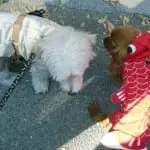 Tompkins Square Halloween Dog Parade 019