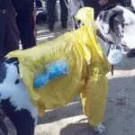 Tompkins Square Halloween Dog Parade 021