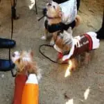 Tompkins Square Halloween Dog Parade 026