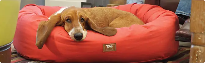 Eco-Friendly Dog Beds and Toys by West Paw Design