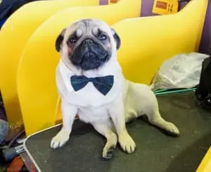 Westminster Dog Show Photos - pug