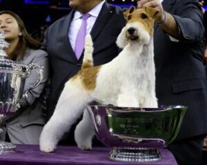 westminster-dog-show-2014