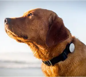 Application sifflet pour chien : Une nouvelle innovation technologique pour la santé de votre chien