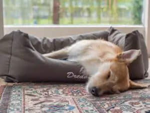 Dog sleeping in wraparound dog bed