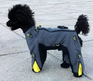 modern dog suit