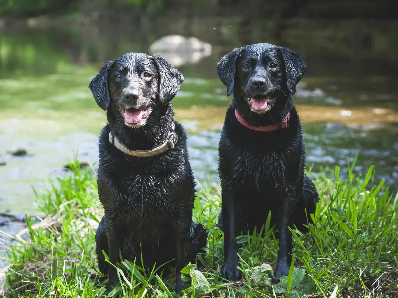 8 Fascinating Reasons to Choose Large Dog Breeds Black in Color