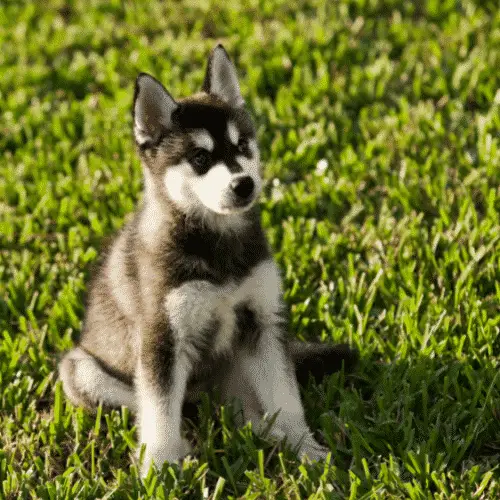 Alaskan-Klee-Kai-Small-Dogs-That-Are-Medium-Sized-Dogs