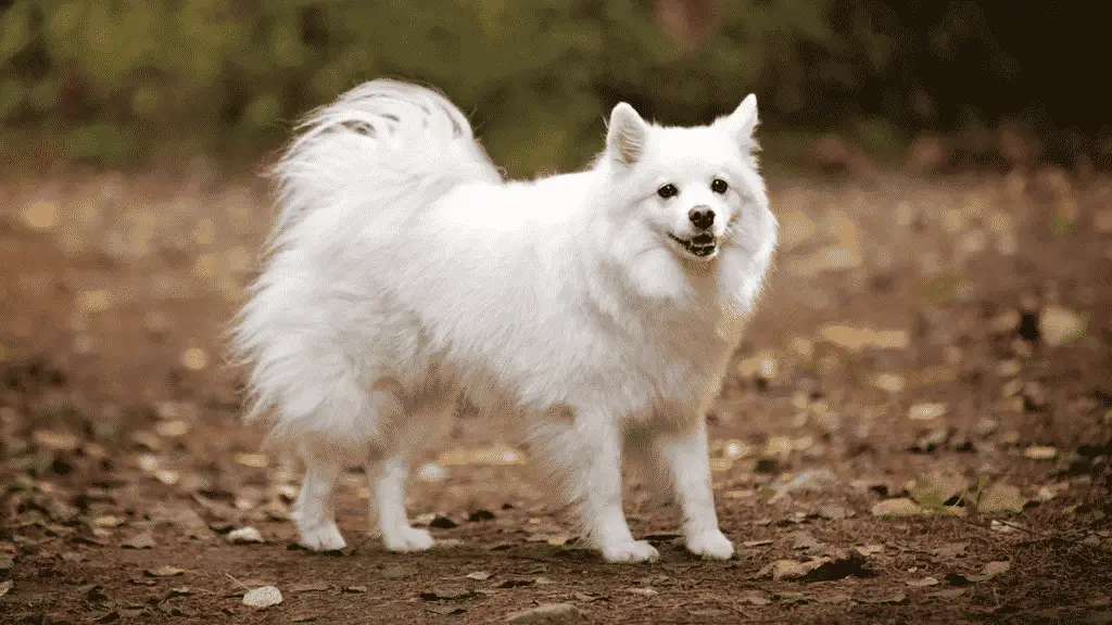 Amerikanischer Eskimo-Hund