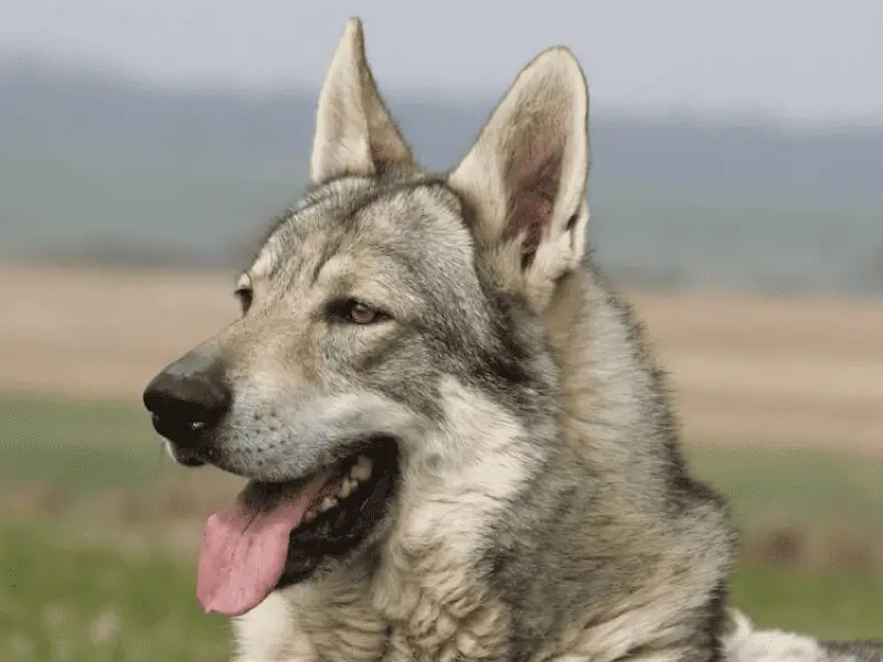 native american indian dog size