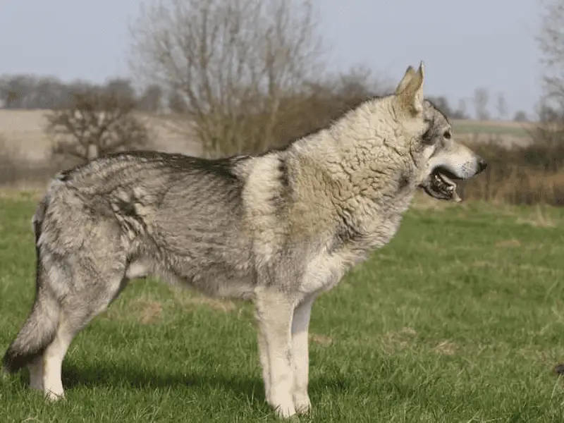 native american indian dog size