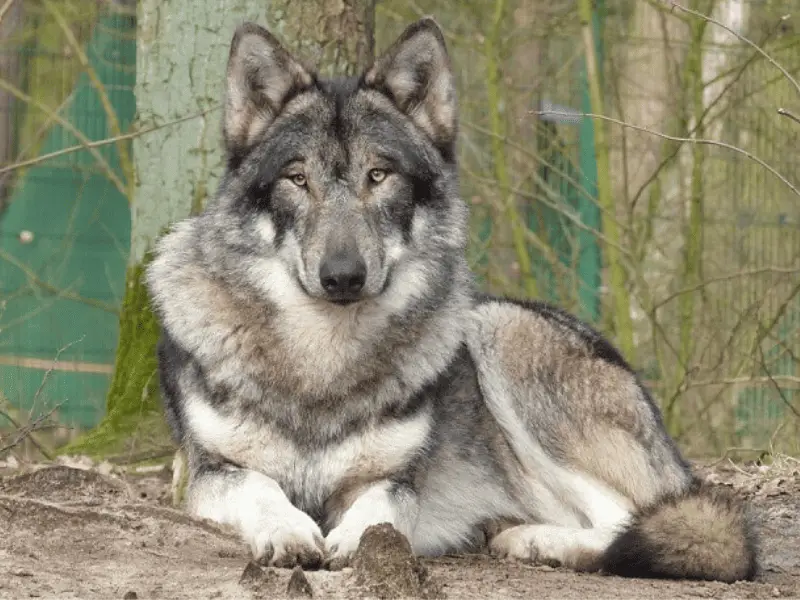 American Indian Dog-face