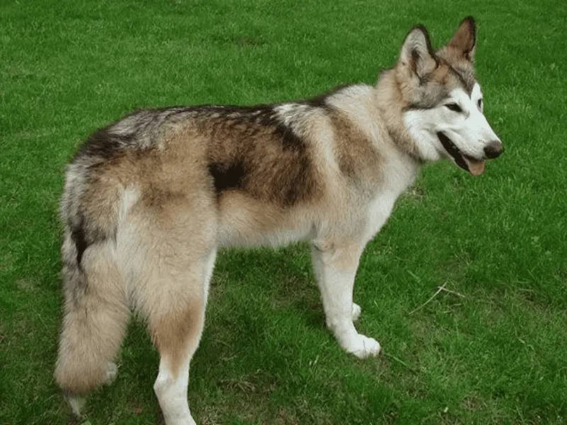 native american indian dog size