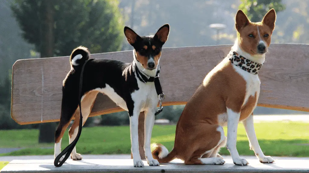 basenji Medium Sized Dogs - Dogsized - short haired dog
