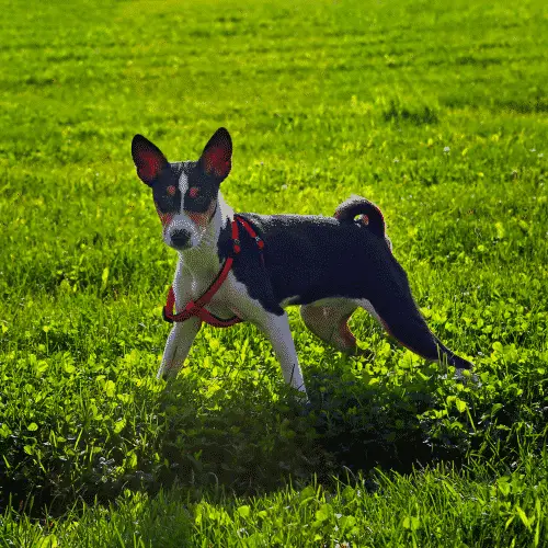 Basenji-Small-Dogs-That-Are-Medium Sized Dogs