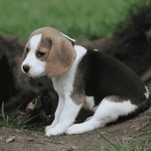 Beagle - Small Dogs That Are Medium Sized Dogs