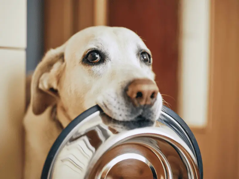 Modern Dog Bowls Every Dog Owner Will Love