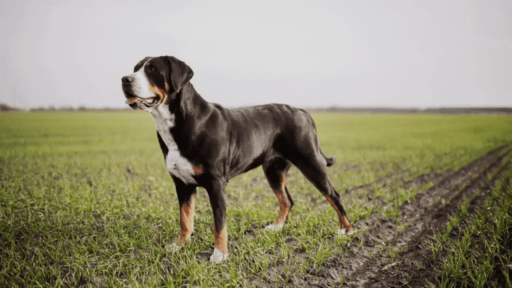 Big Dog Breeds - Greater Swiss Mountain Dog