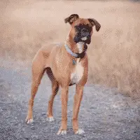 Boxer - Large Dogs