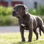 Cane Corso Dog Size