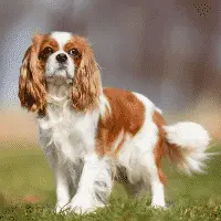 Cavalier King Charles Spaniel - Toy Dogs