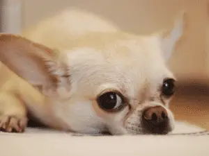 Chihuahua couleur feu