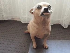 Chihuahua Persönlichkeit