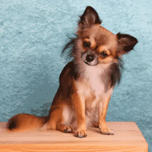 Chihuahua - Smallest Dog Breeds_