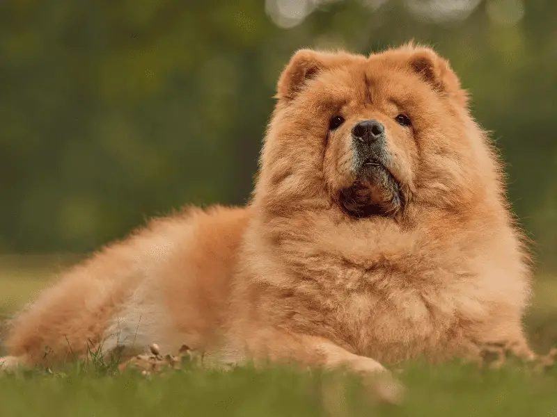 Chow Chow Dog Size: Fun Information About This Fluffy Breed