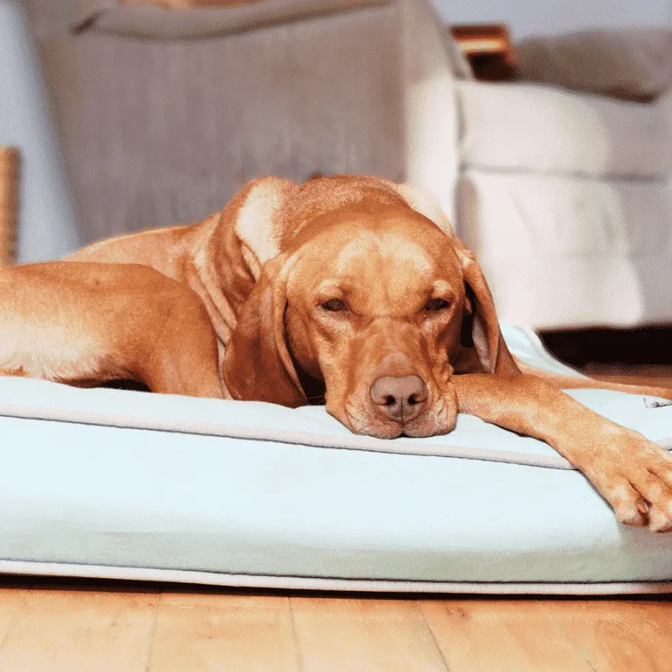 Cooling Dog Beds