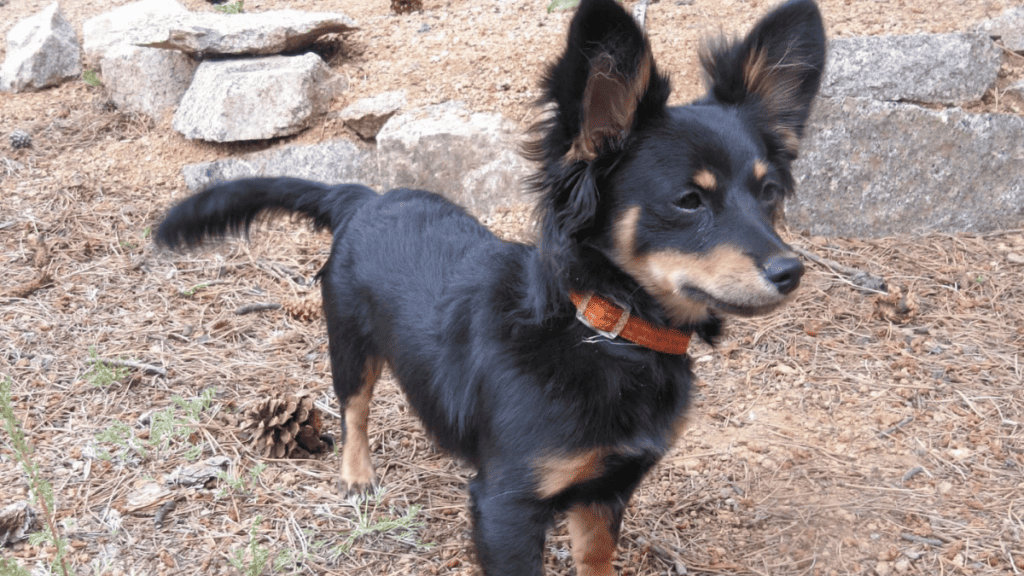 Dameranian - Small Hybrid Dogs - small sized dogs - small dog breeds - small dogs