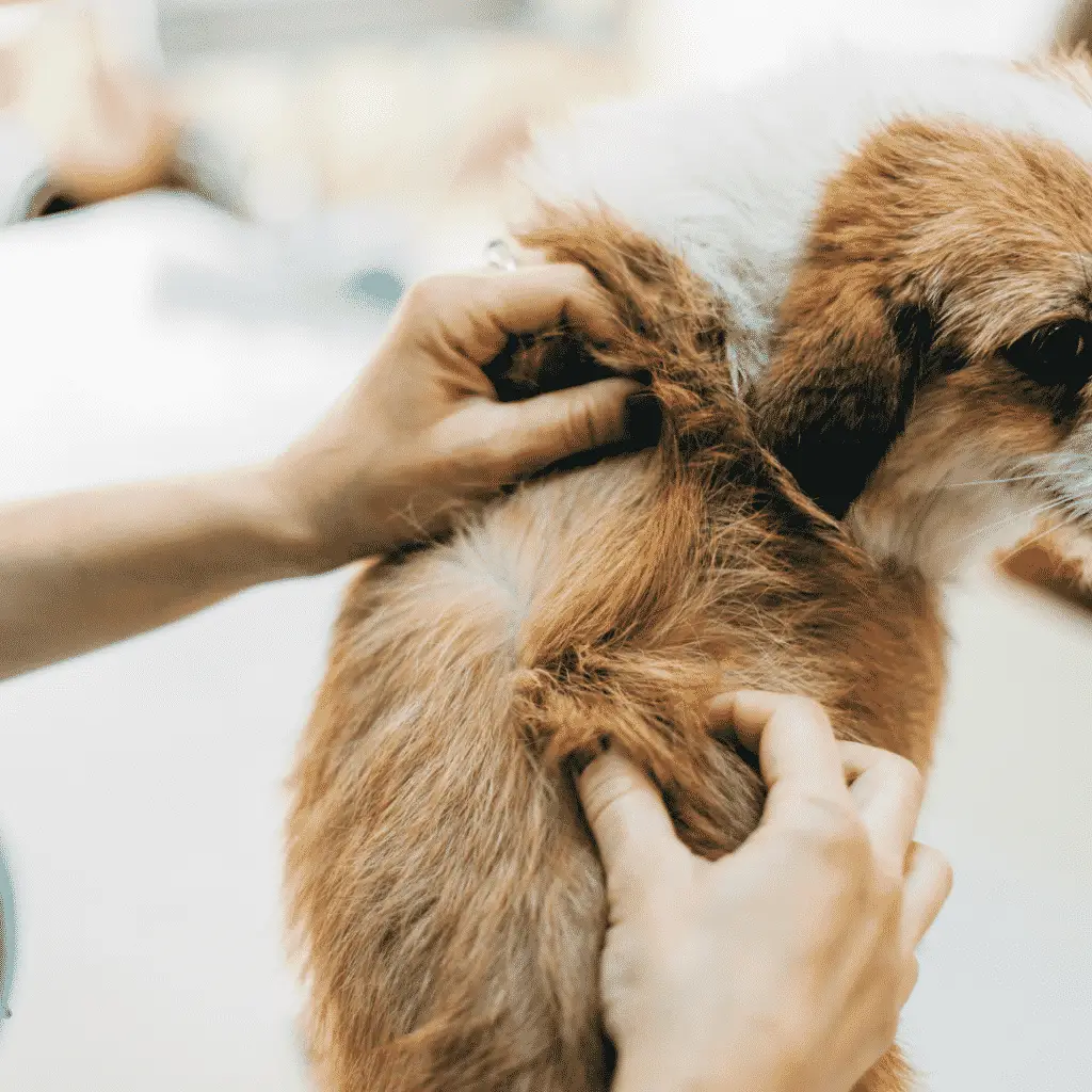 Control Dog Shedding