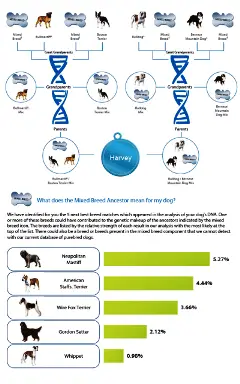 Hunde-DNA-Test