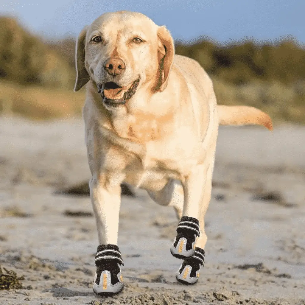 Bottes pour chiens