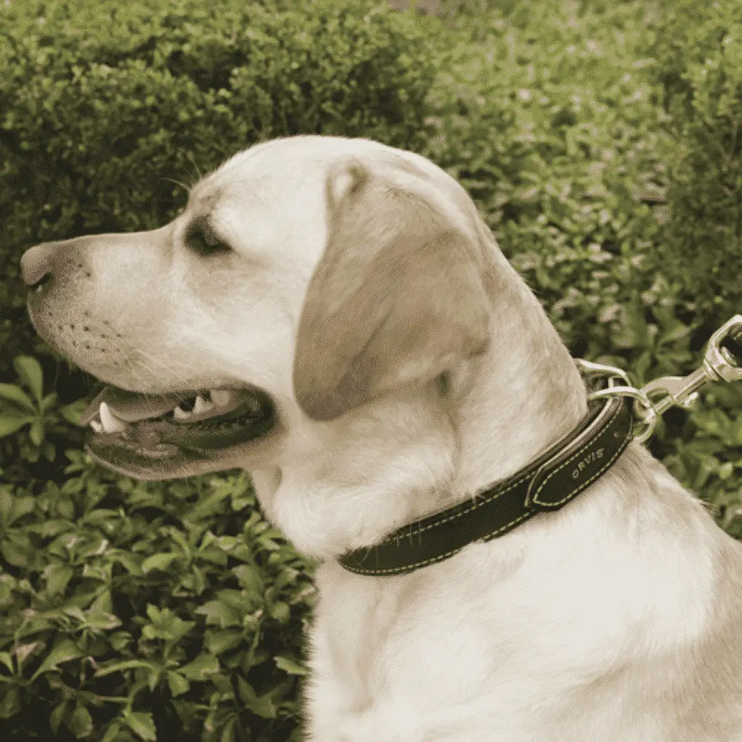 The Best Dog Collars for Spoiling Your Pup