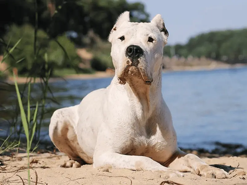 Dogo Argentino Size and Characteristics of the Breed