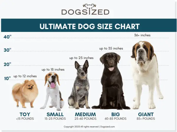 Ultimate Dog Size Guide - Dogsize Dog Size Chart