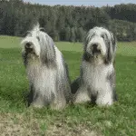 hundegroßer-bärtiger-kolliegroßer-hund
