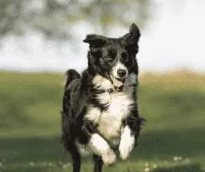 Medium Sized Dog - Border Collie