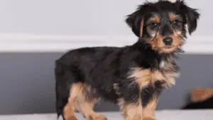 Dorkie - Small Hybrid DOgs - small sized dogs - small dog breeds - small dogs