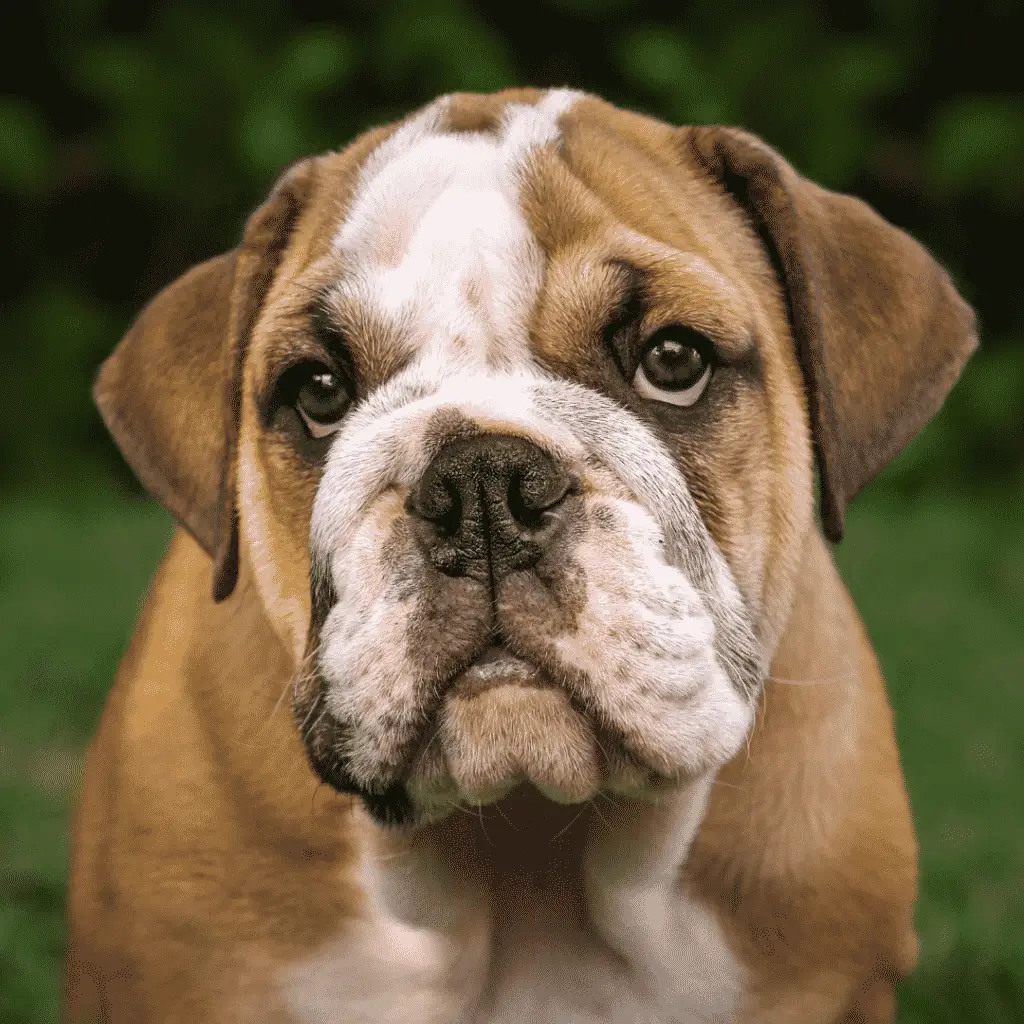 English Bulldog - medium size dog breeds